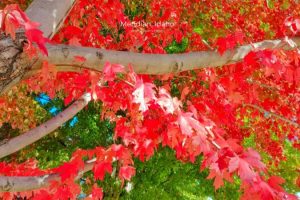 red leaves on tree